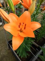 [5134 Sunderland VZ No02.JPG]